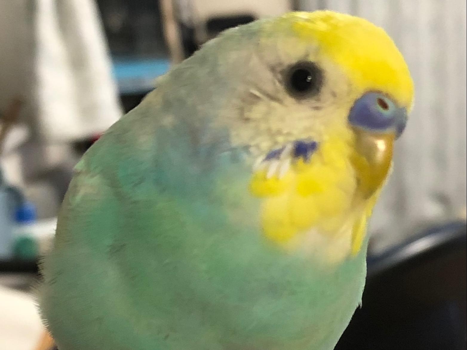 ピーちゃん ピーちゃん