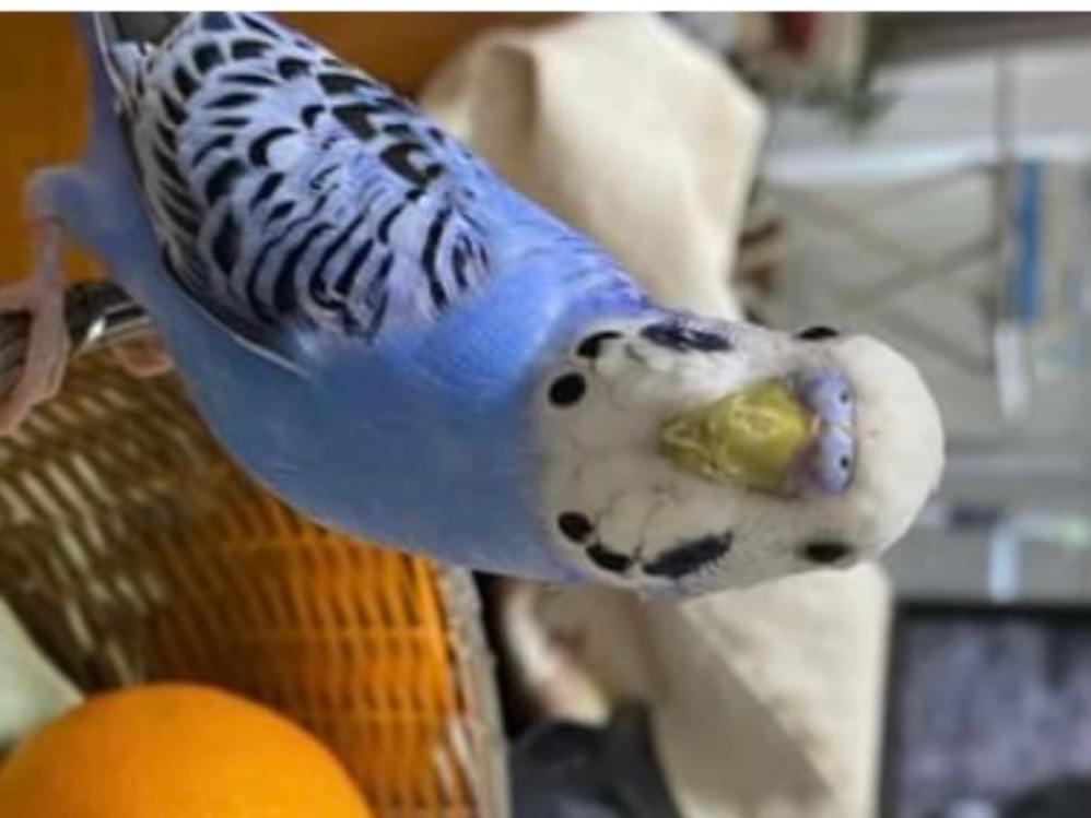 保護された鳥 保護された鳥