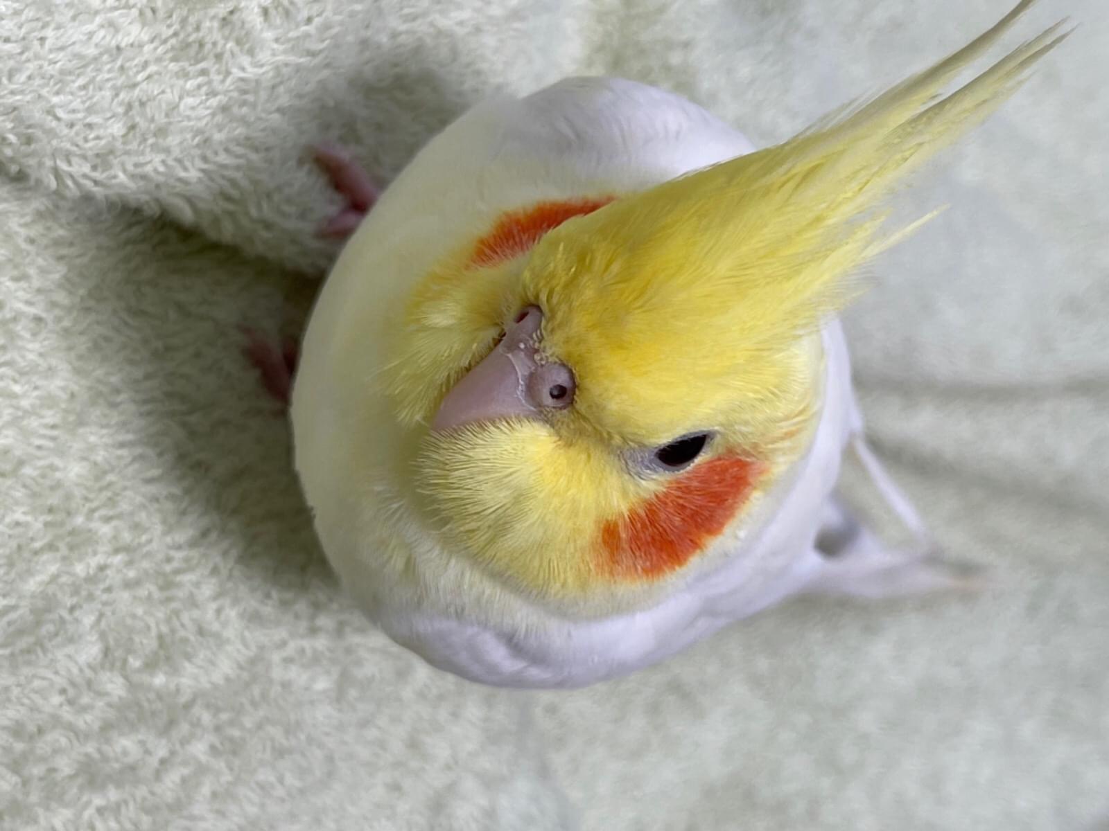モコミちゃん モコミちゃん