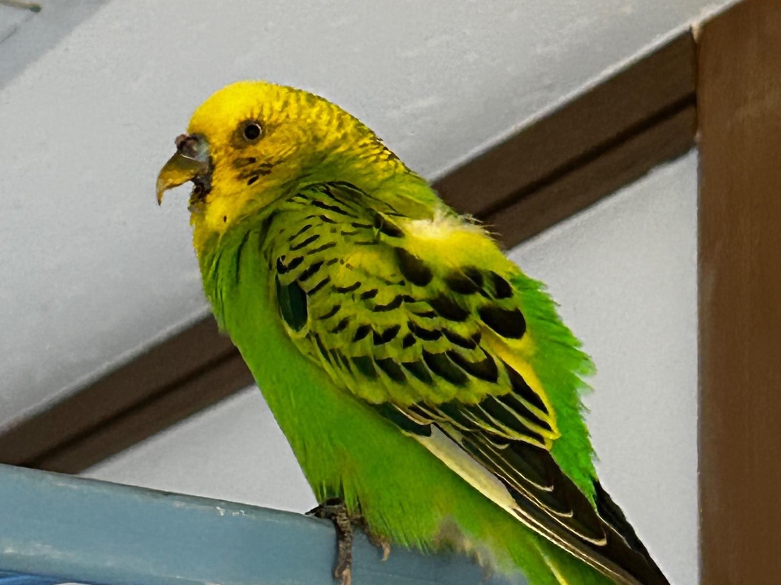 保護された鳥 保護された鳥