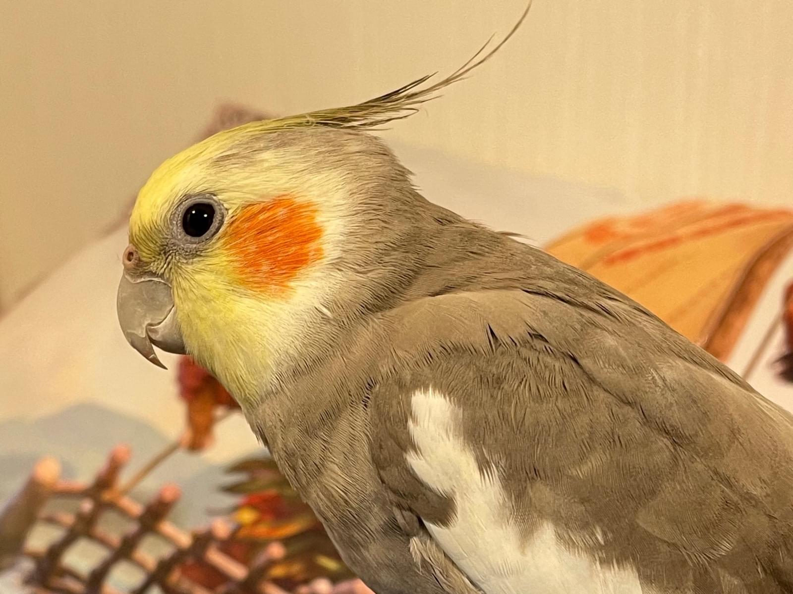 オカピーちゃん オカピーちゃん