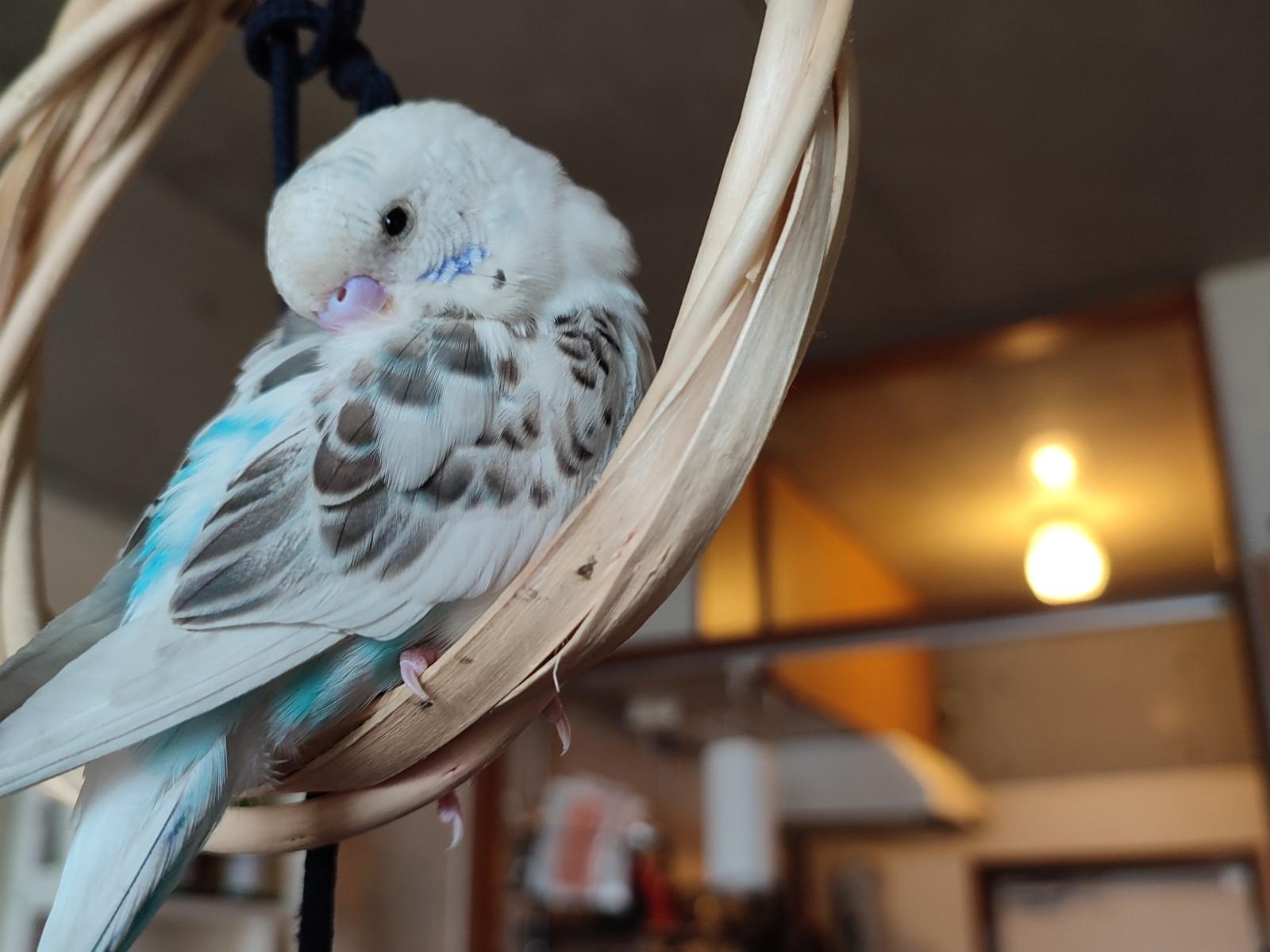 ルシータちゃん ルシータちゃん