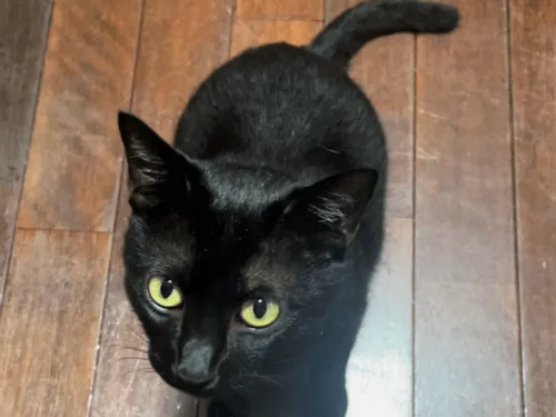 黒猫を探しています