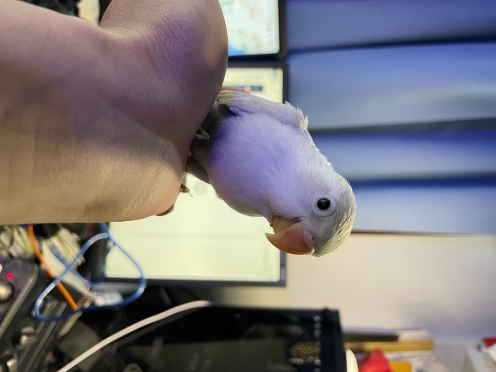 いずみちゃん いずみちゃん
