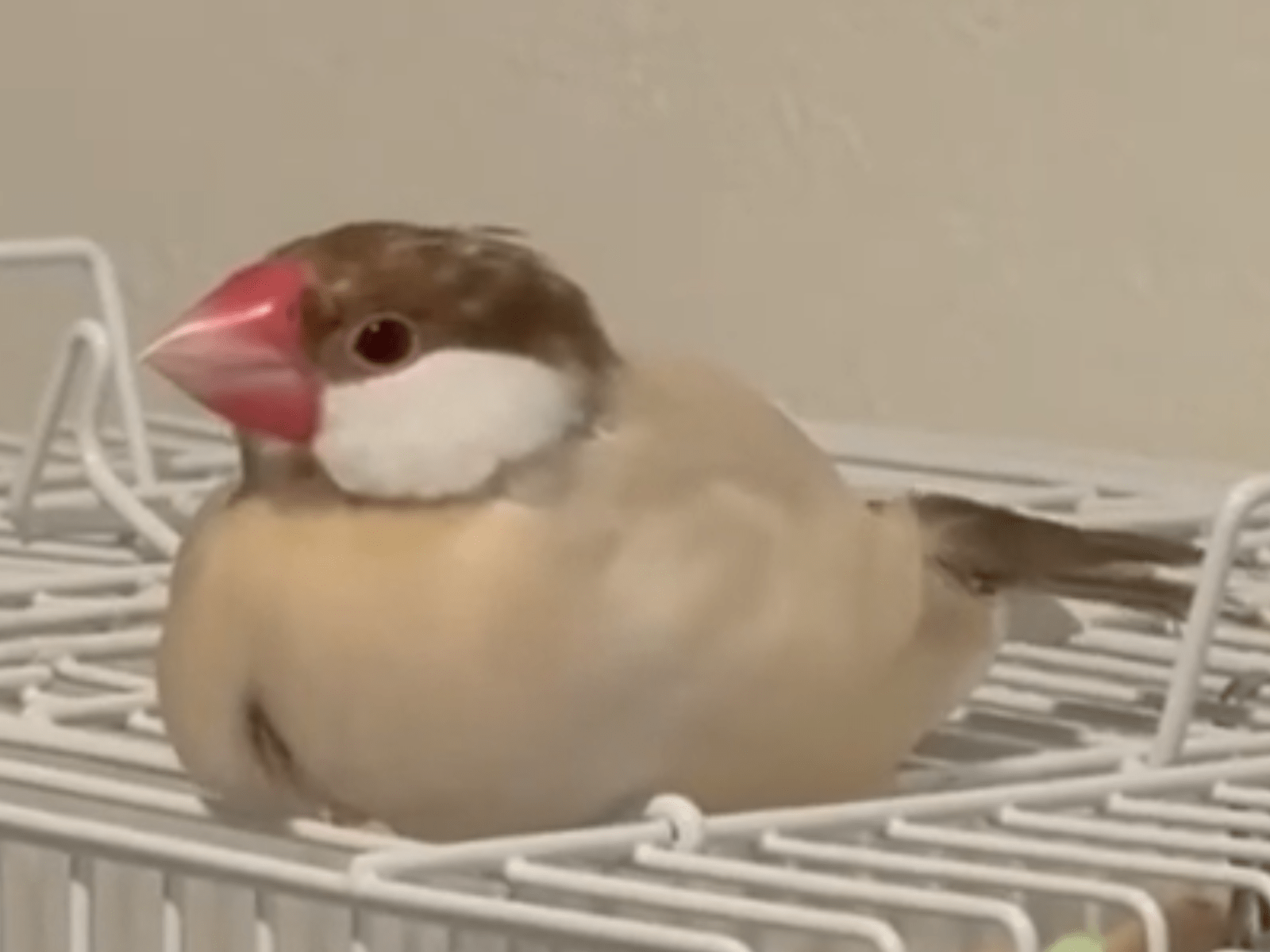 ソルピちゃん ソルピちゃん