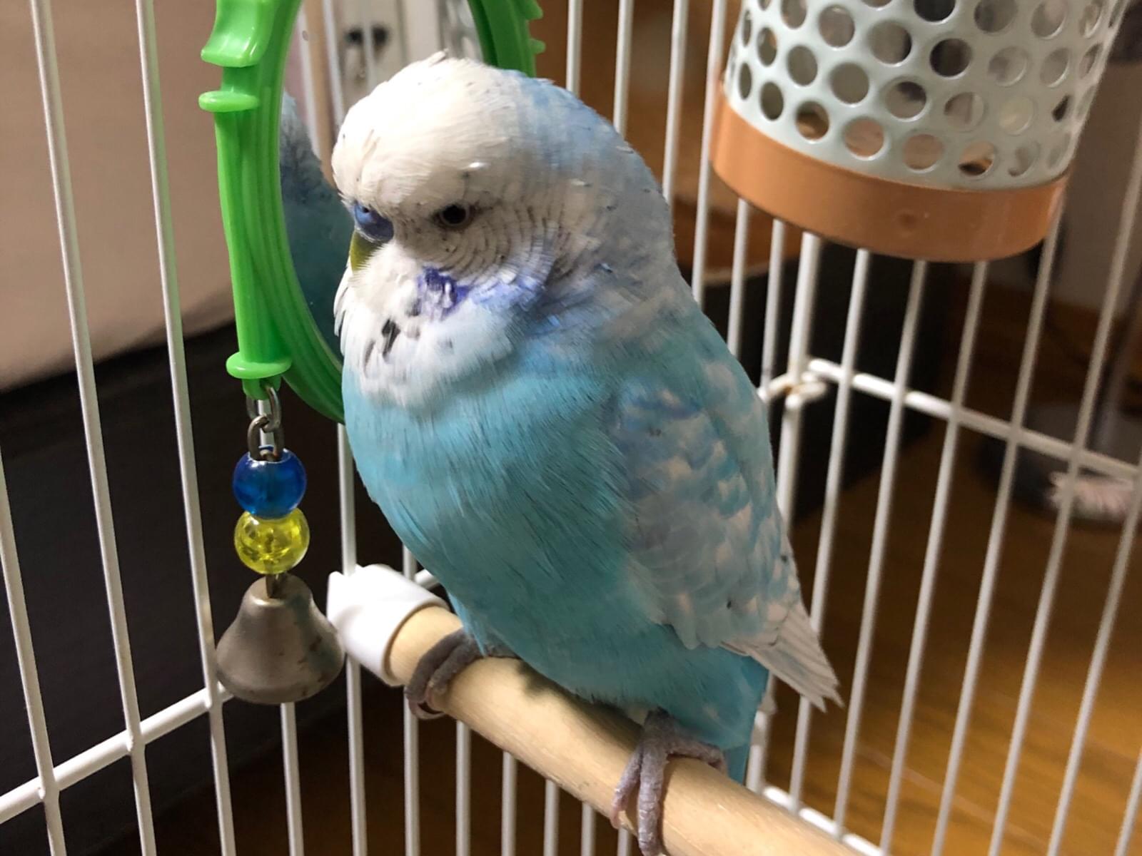 さくらちゃん さくらちゃん