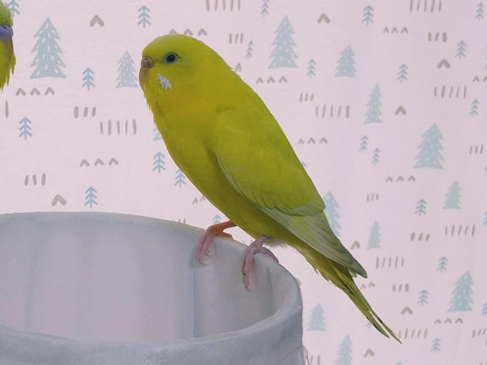 ぴーちゃん ぴーちゃん