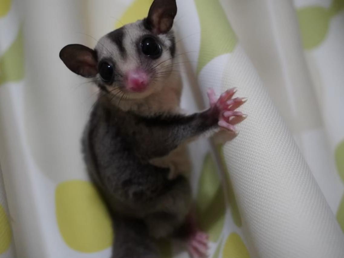 モモちゃん モモちゃん