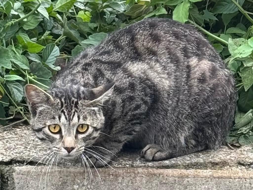目撃された猫