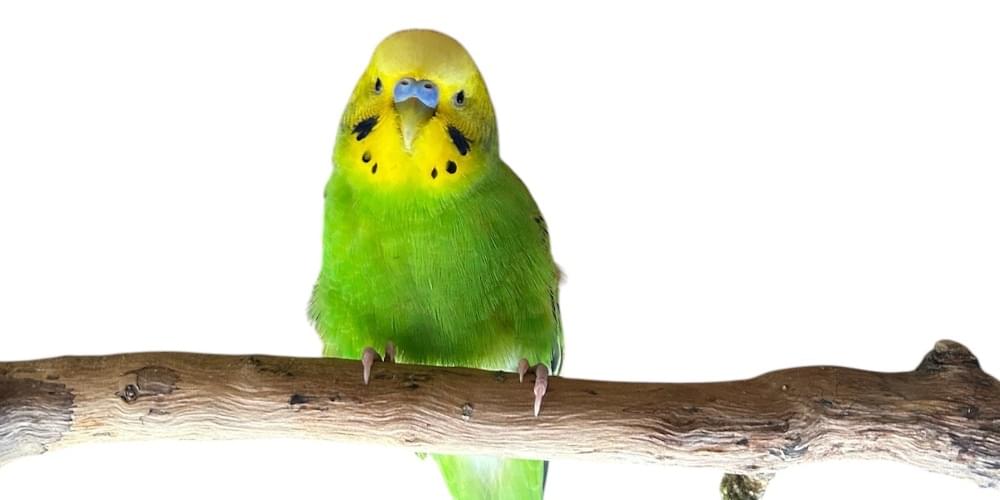 ◆インコ◆ お客様専用約1/2サイズコザクラインコ | TinyBooBoo
