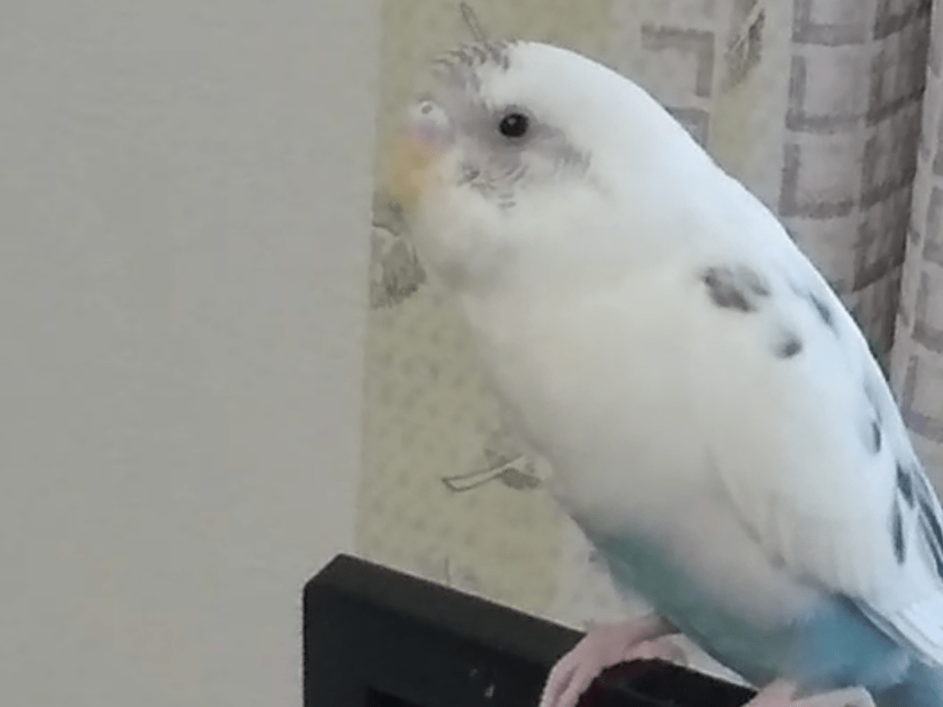 ピヨちゃん ピヨちゃん