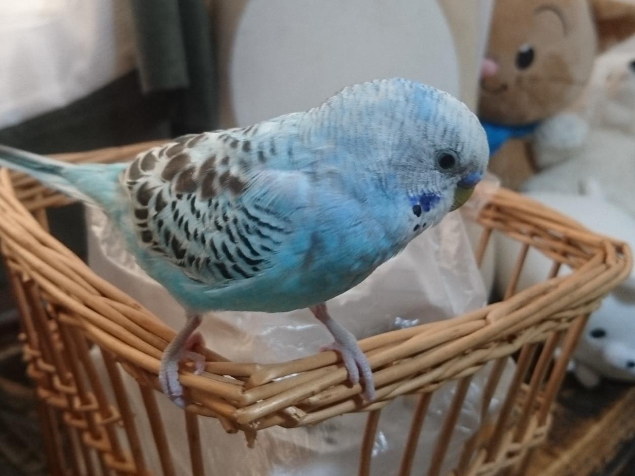 ぴぴちゃん ぴぴちゃん