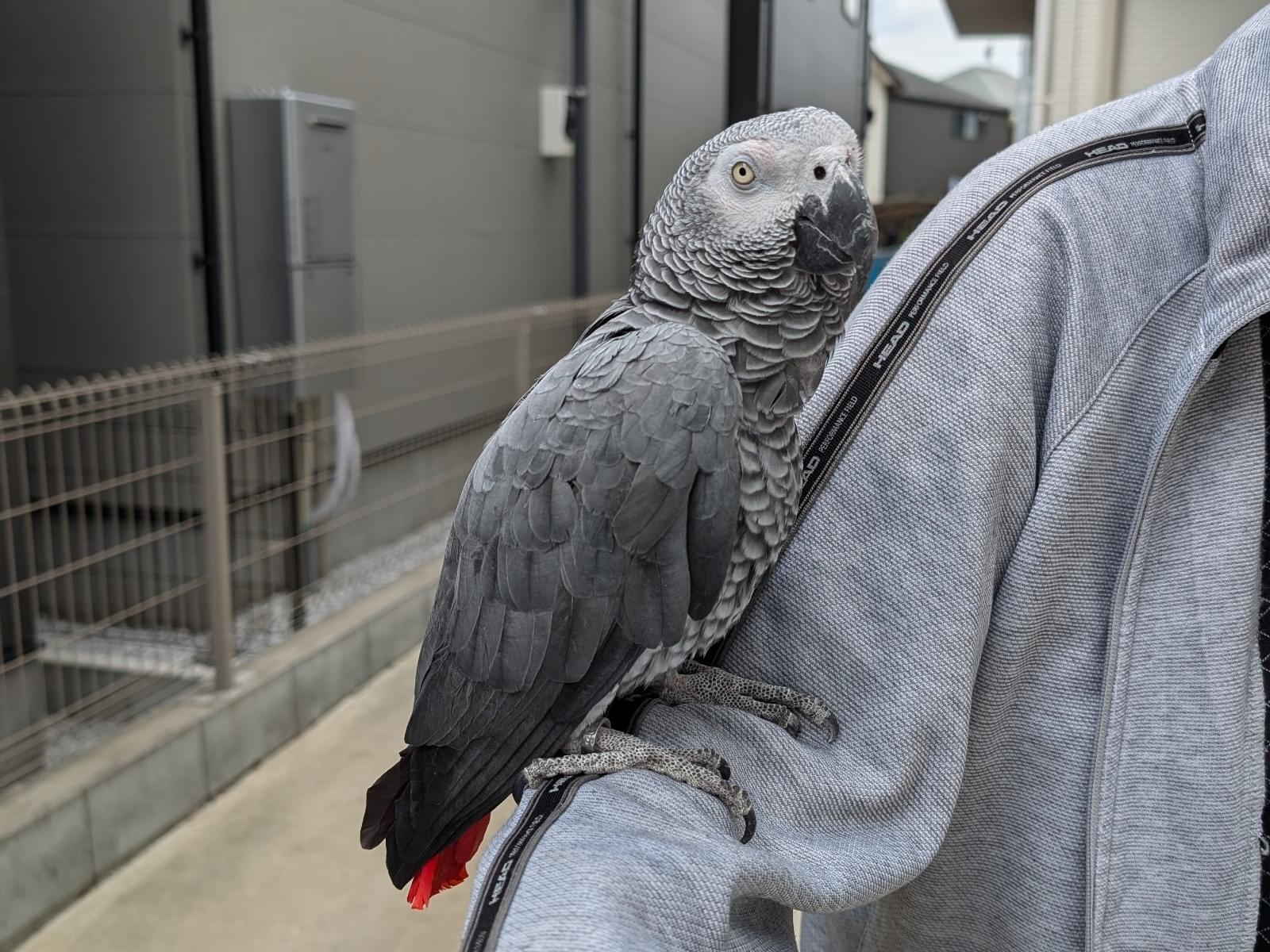 目撃された鳥