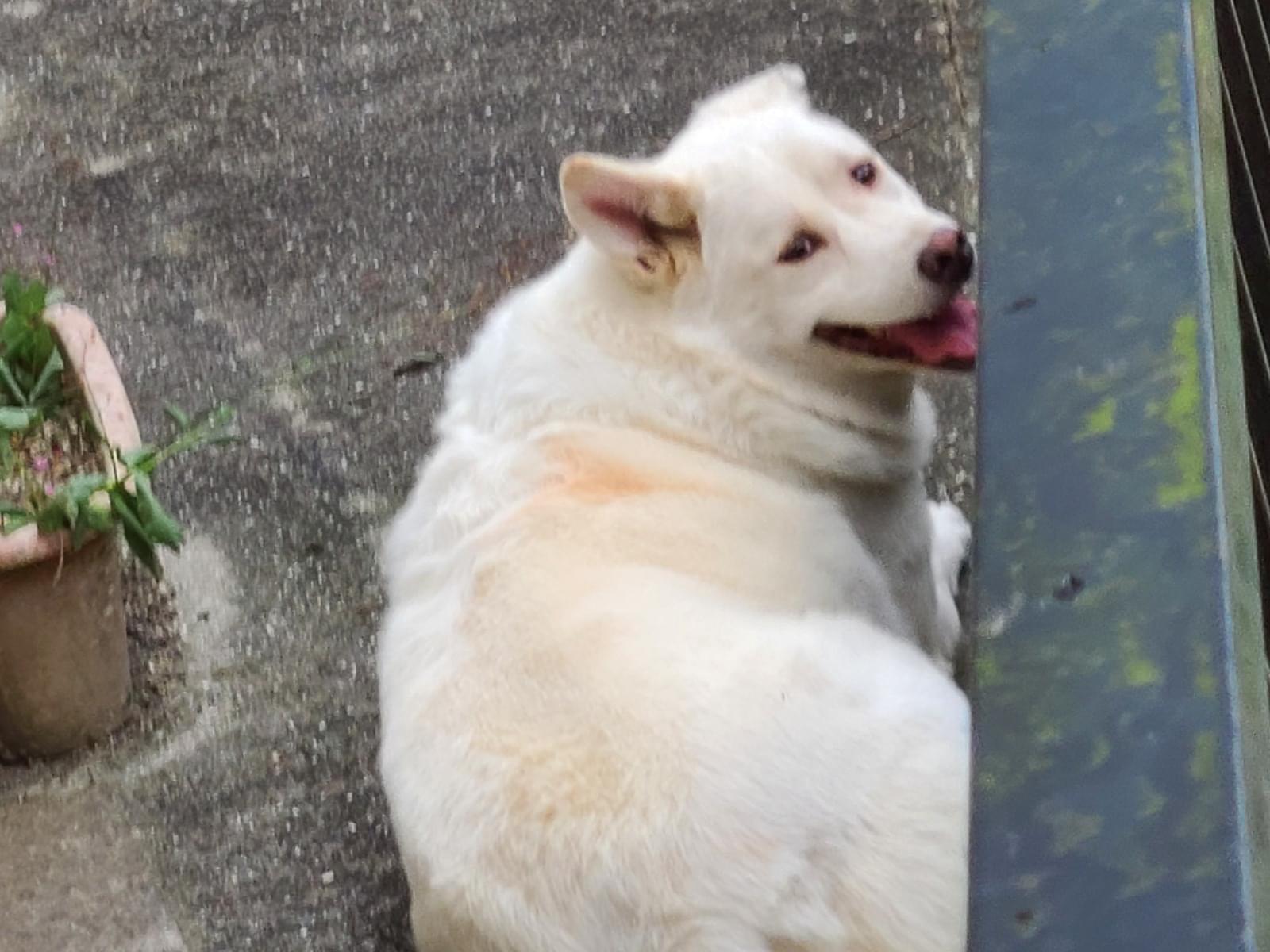 目撃された犬 目撃された犬