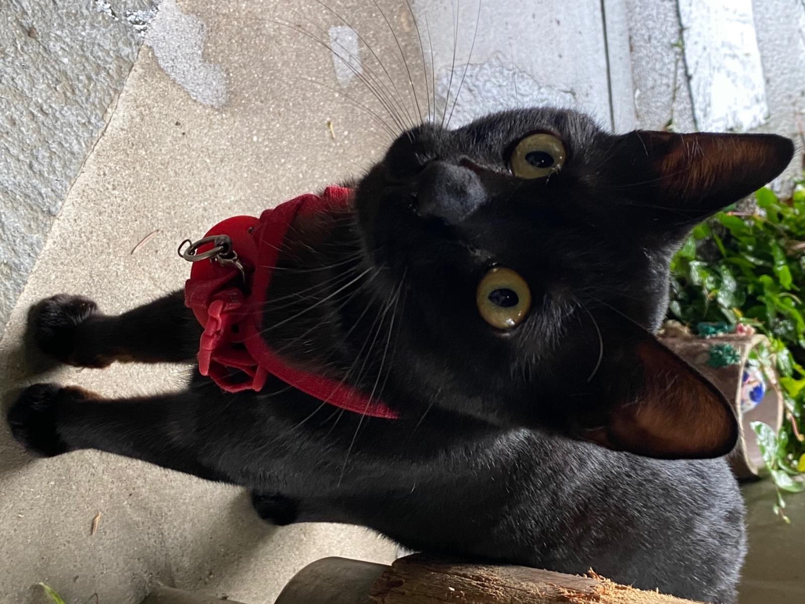 保護された猫 保護された猫