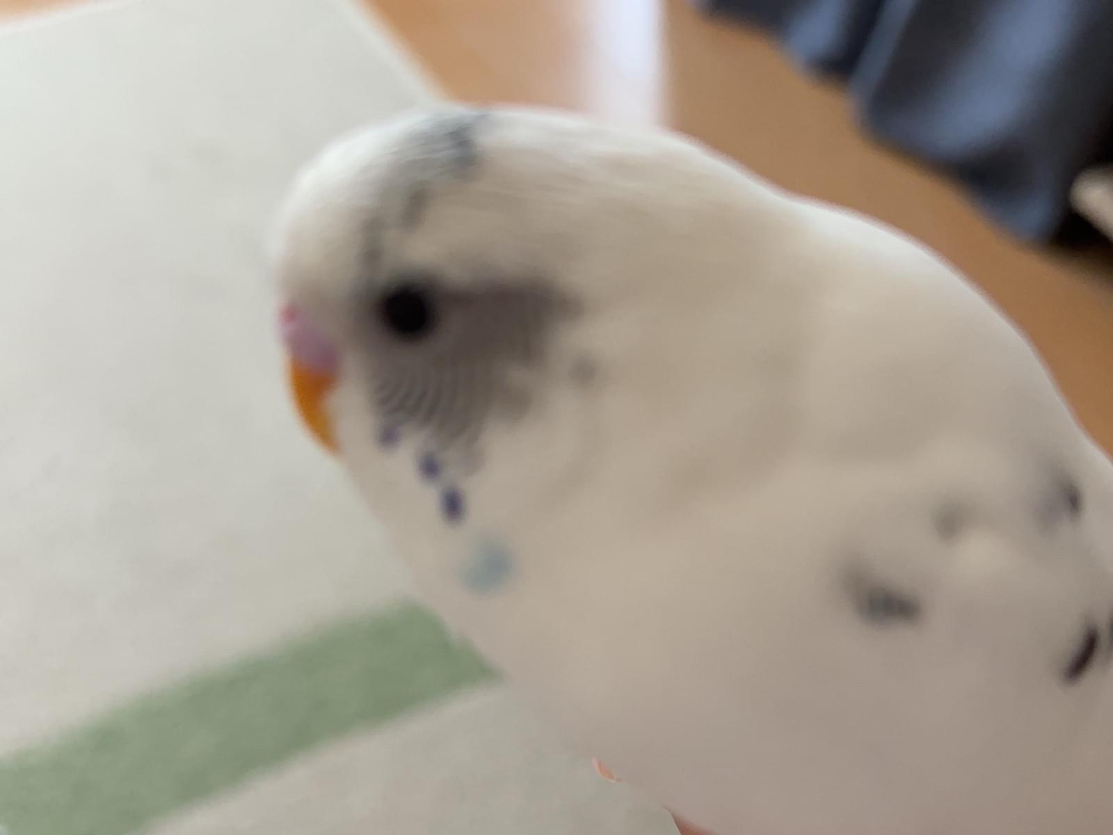 おもちちゃん おもちちゃん