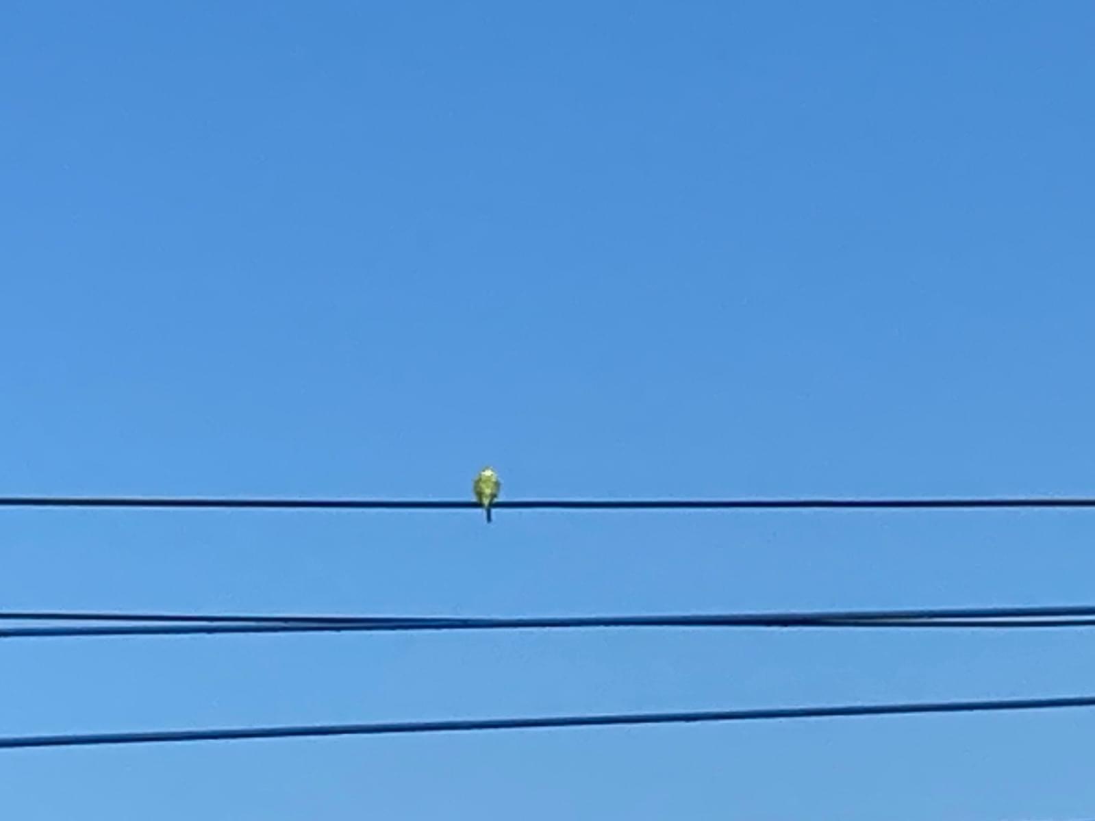 目撃された鳥 目撃された鳥