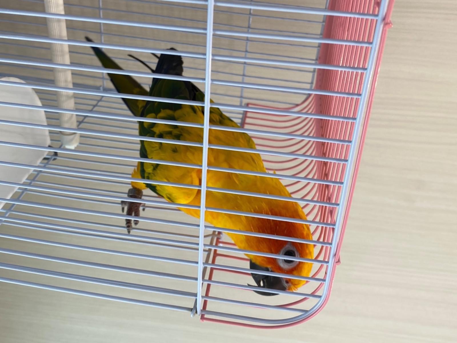 保護された鳥 保護された鳥