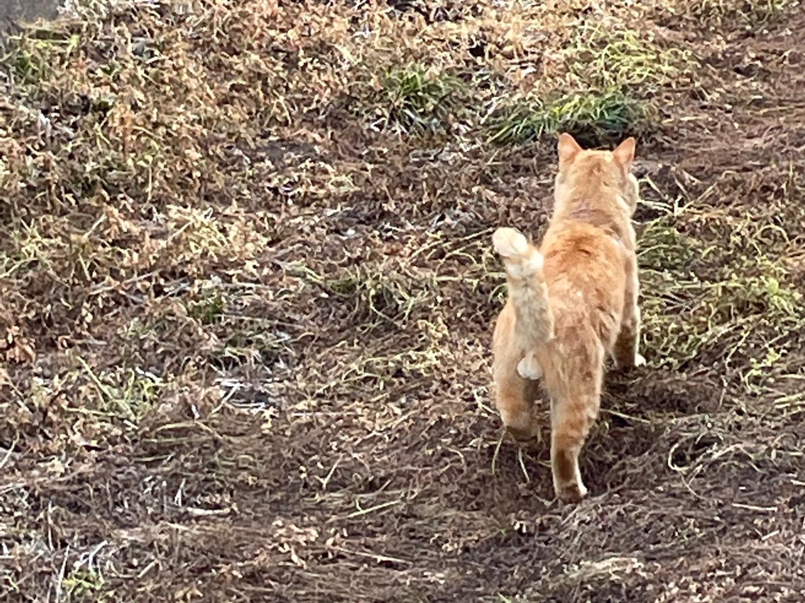 目撃された猫 目撃された猫