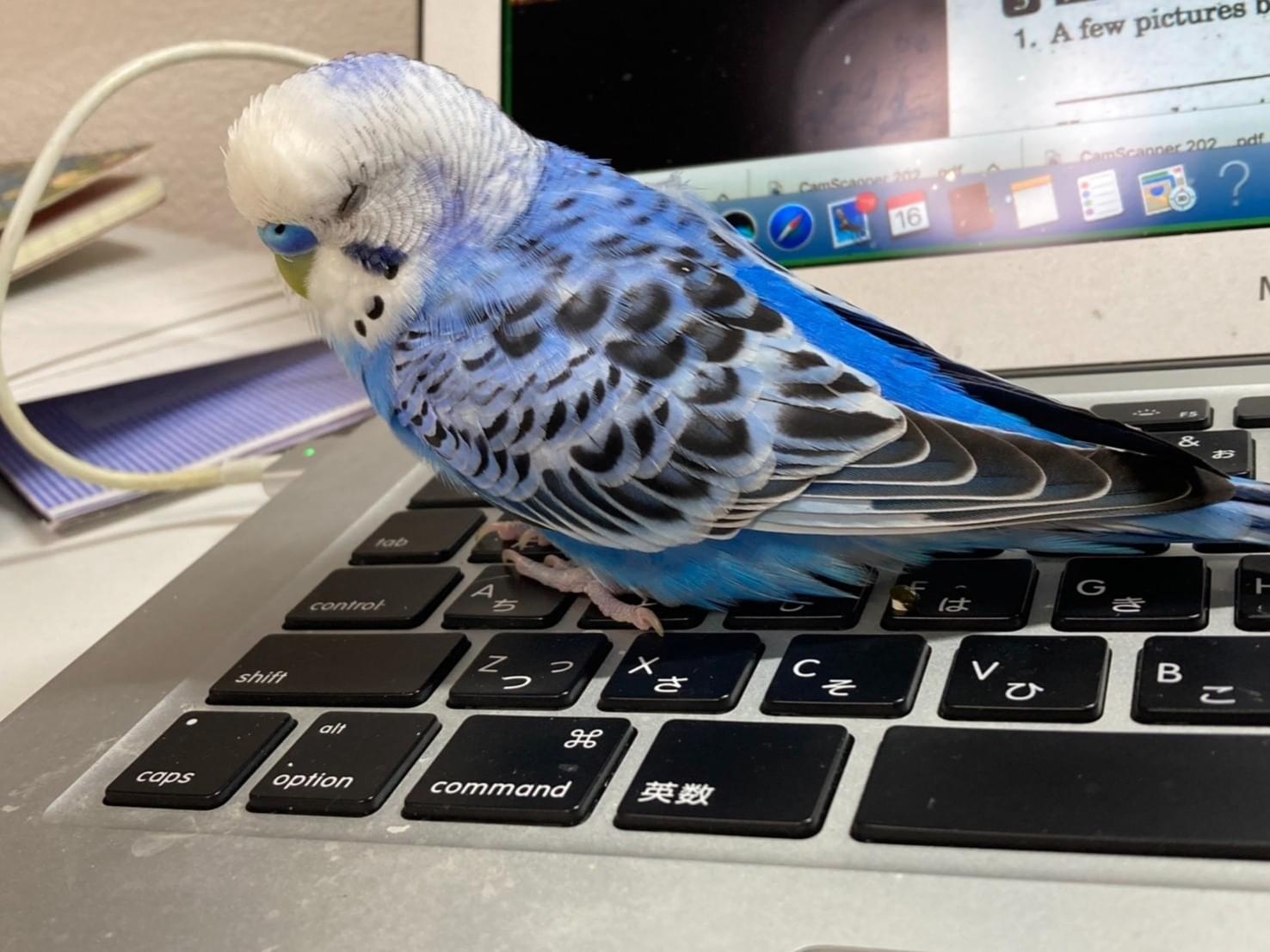 アスルちゃん アスルちゃん
