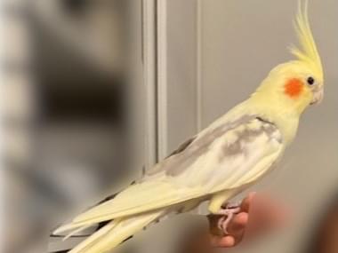 マルコちゃん マルコちゃん