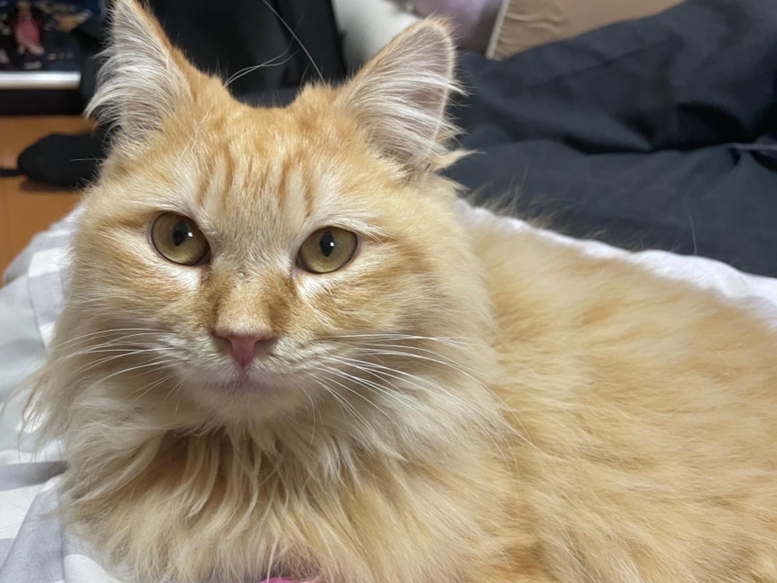 保護された猫 保護された猫