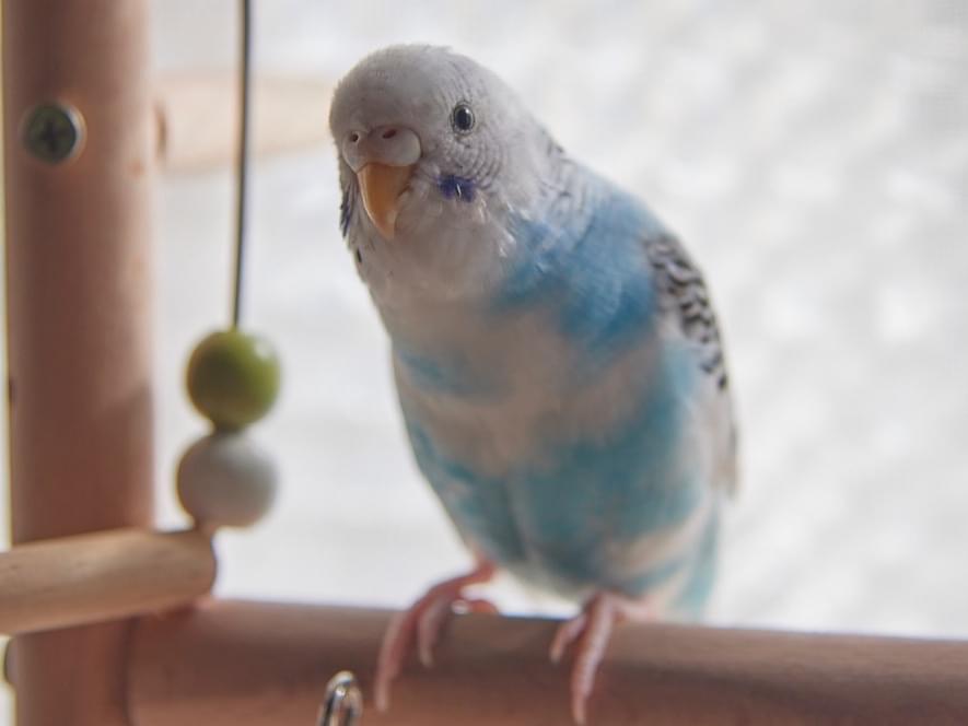 くうちゃん くうちゃん