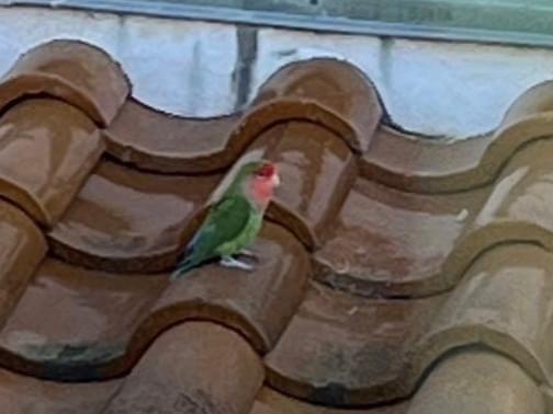 目撃された鳥 目撃された鳥