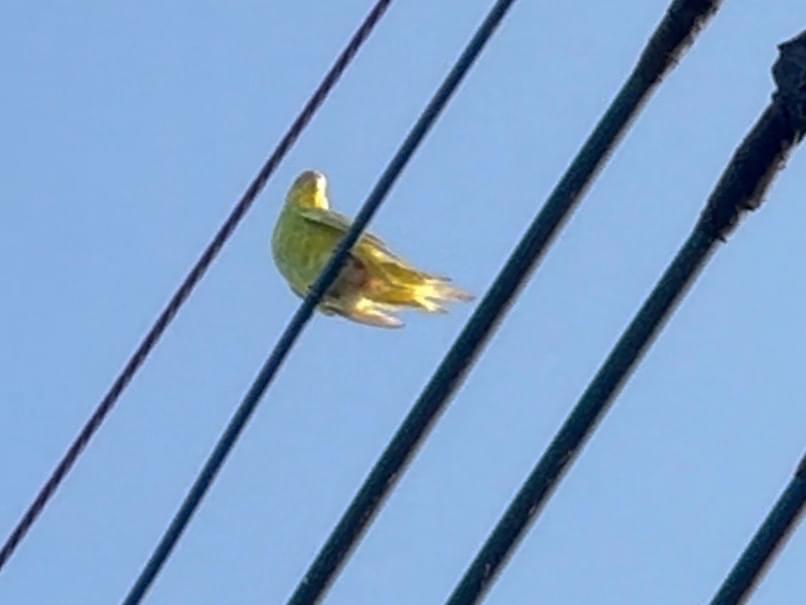 目撃された鳥 目撃された鳥