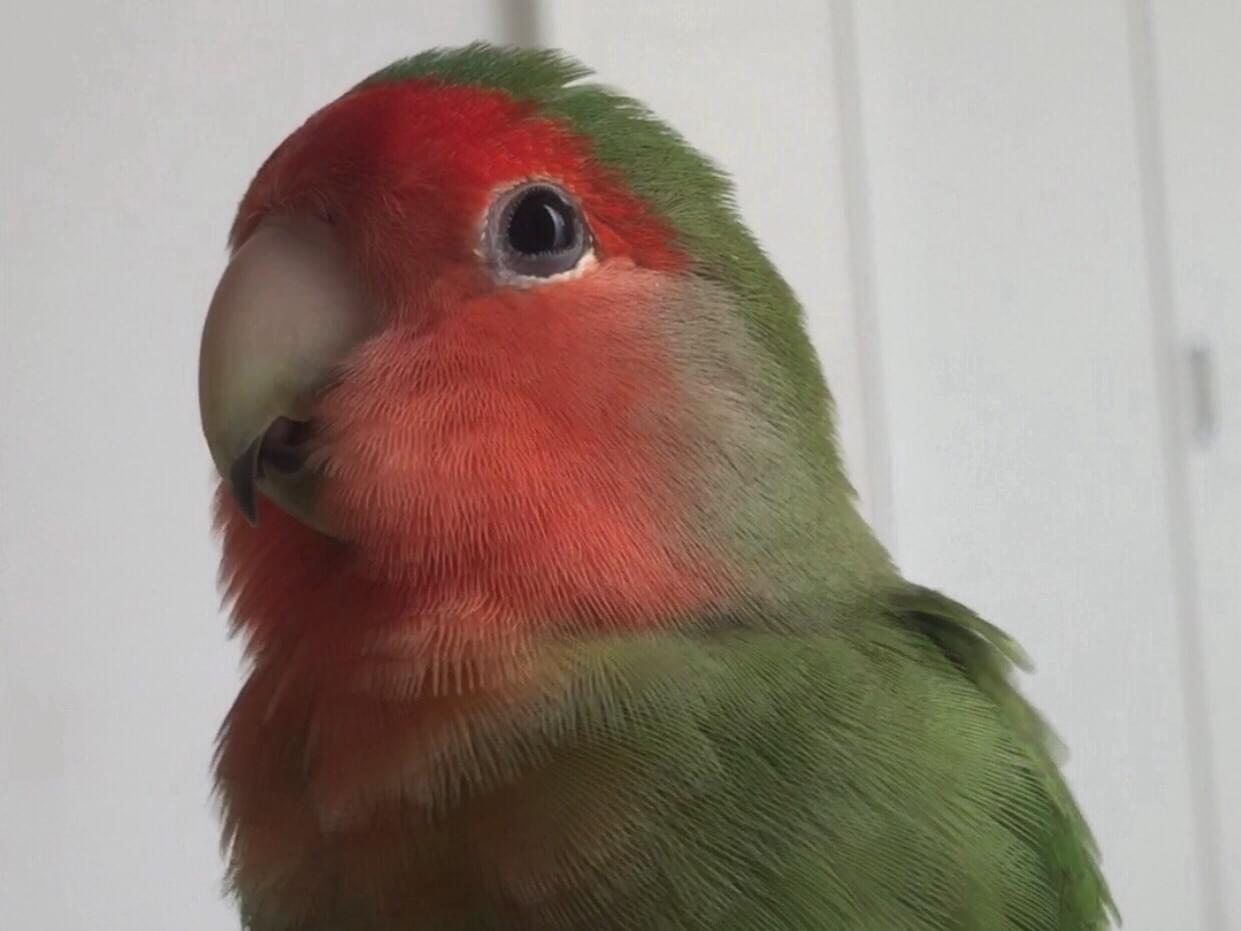 サクちゃん サクちゃん