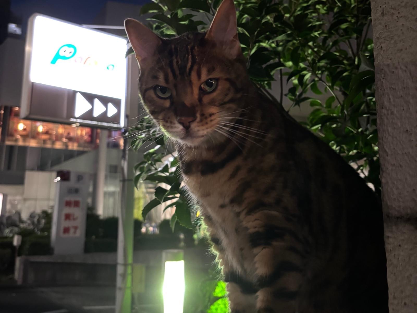 目撃された猫 目撃された猫