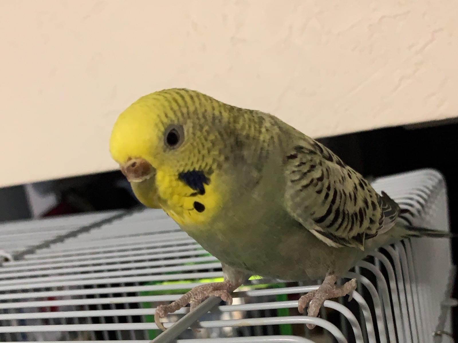 おーじちゃん おーじちゃん