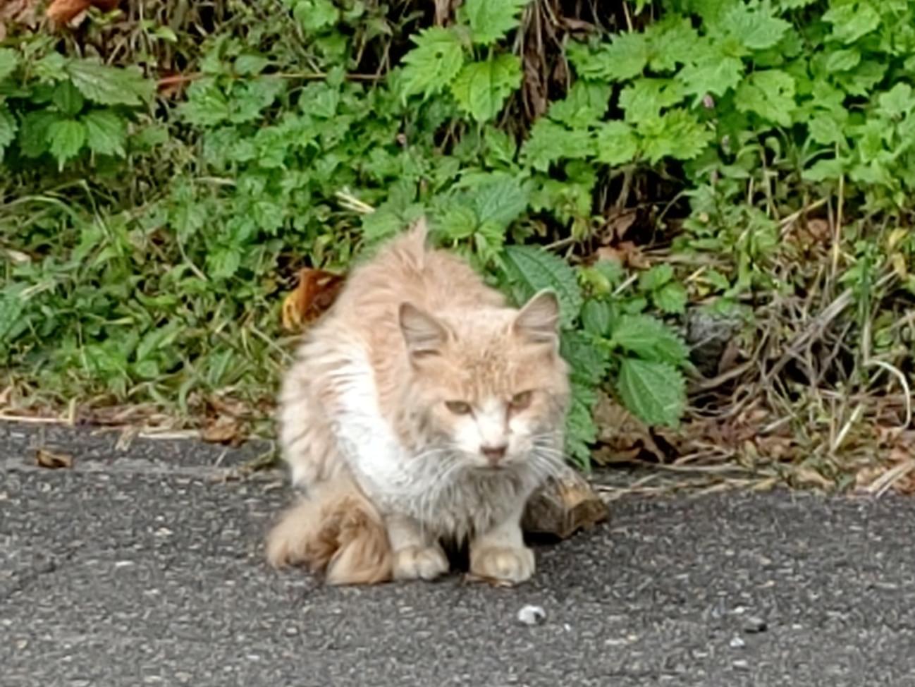 目撃された猫 目撃された猫