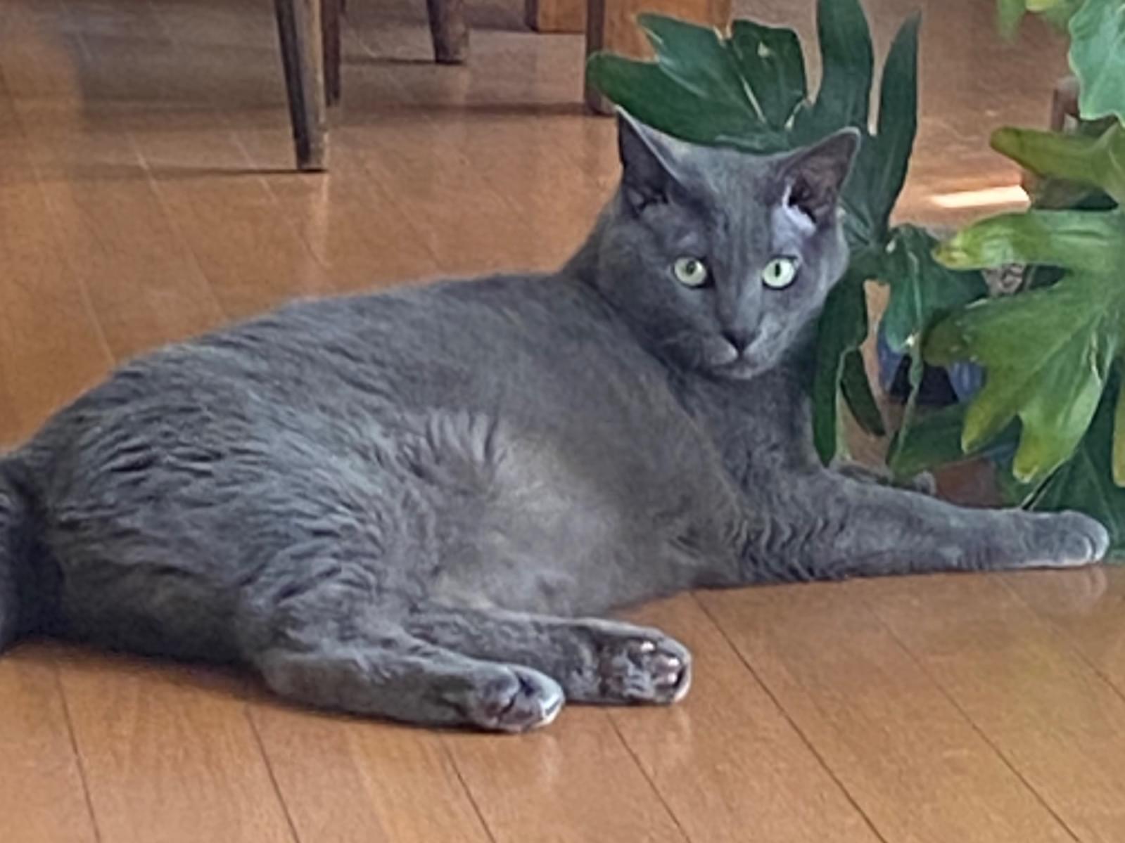 メロちゃん メロちゃん