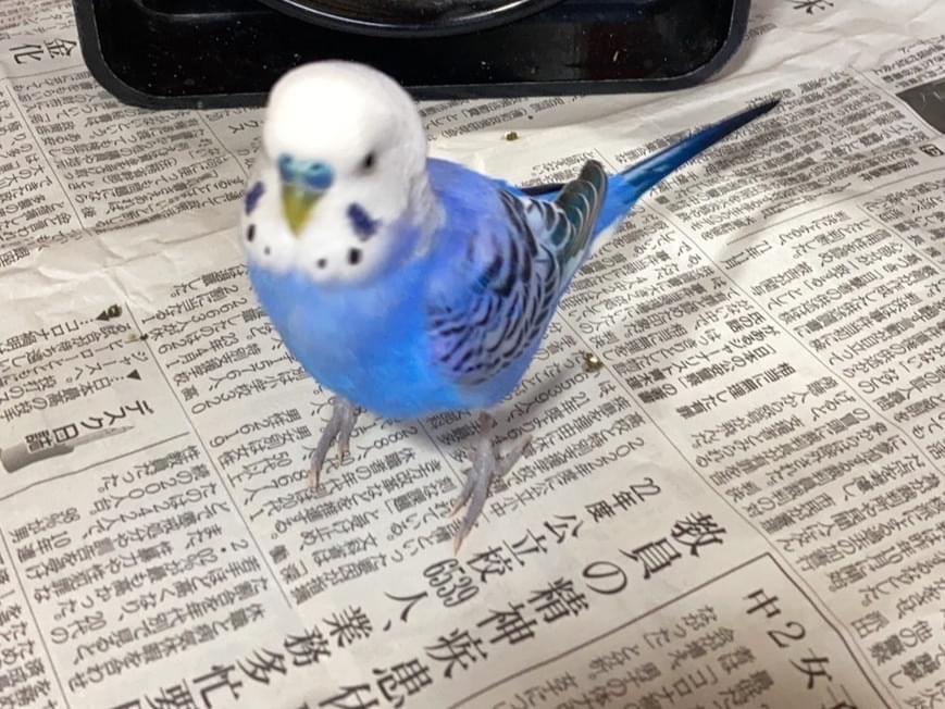 ピーちゃん ピーちゃん