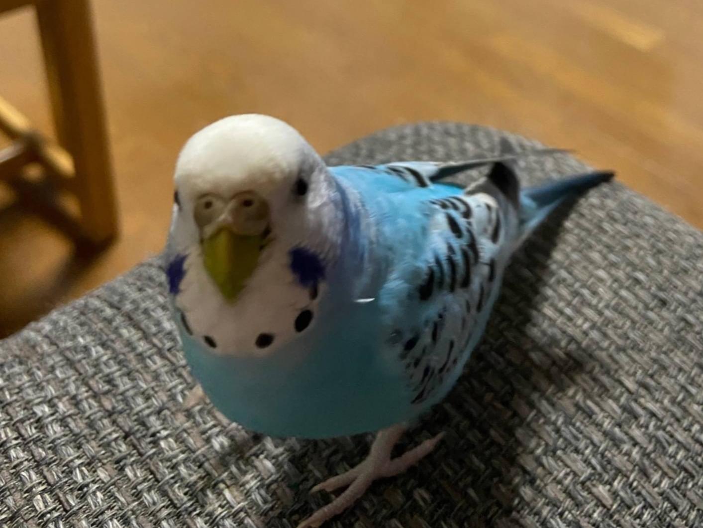 あおちゃん あおちゃん