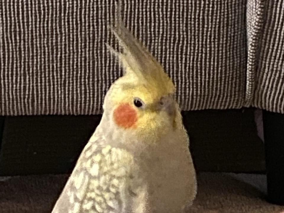 絹ちゃん 絹ちゃん