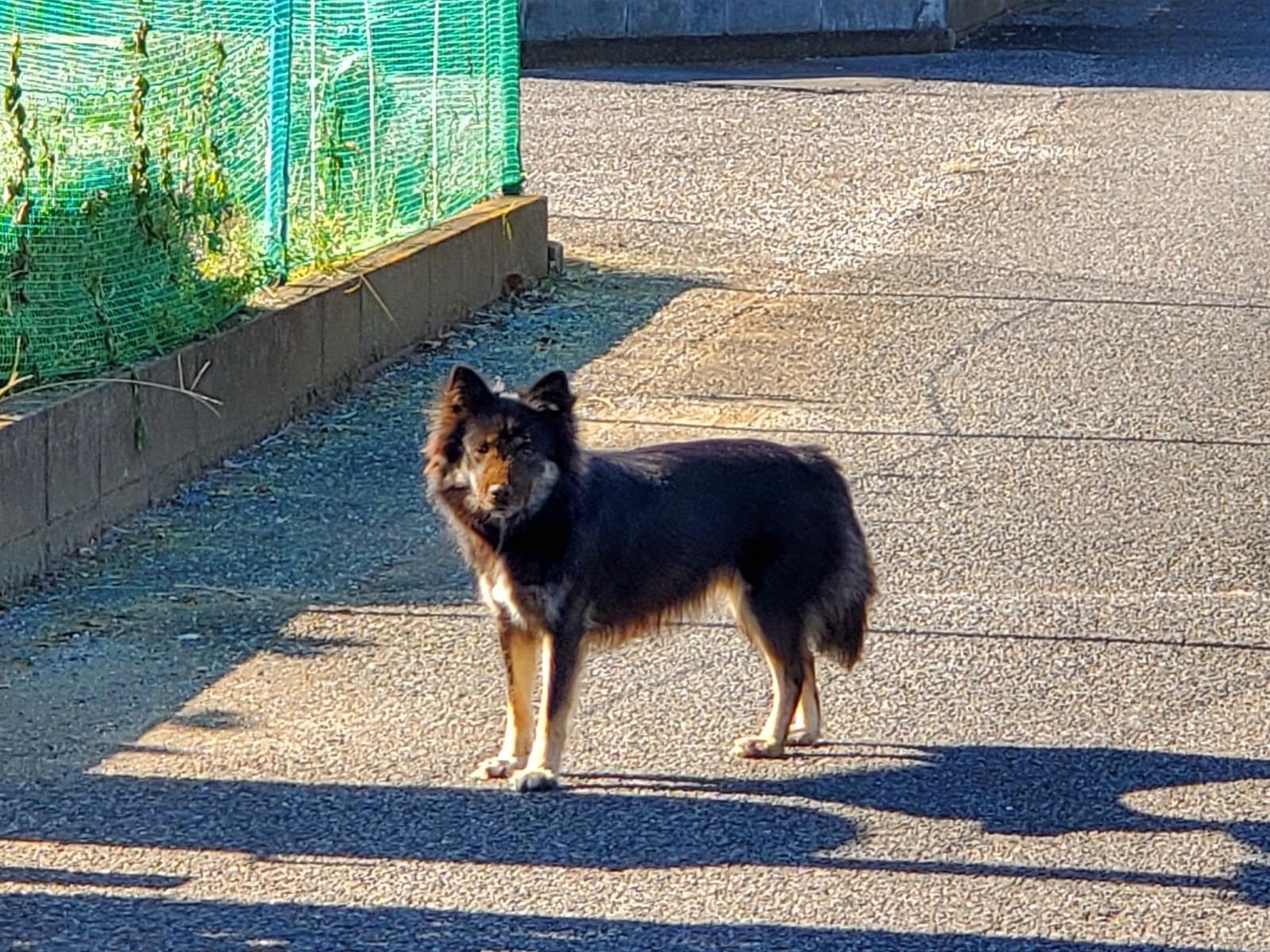目撃された犬 目撃された犬