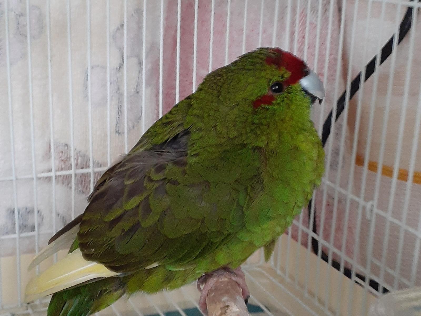 保護された鳥