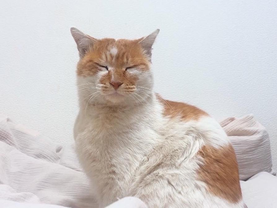 ぶりちゃん ぶりちゃん