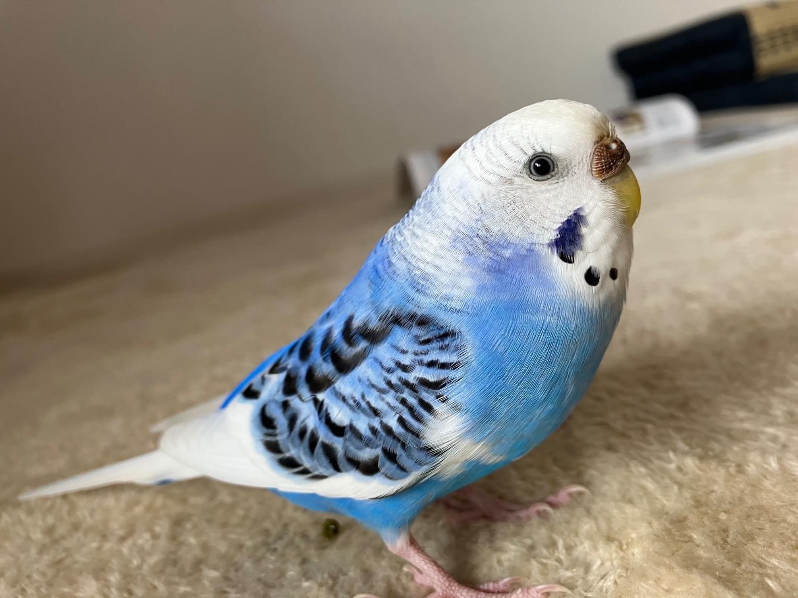 ラムネちゃん ラムネちゃん
