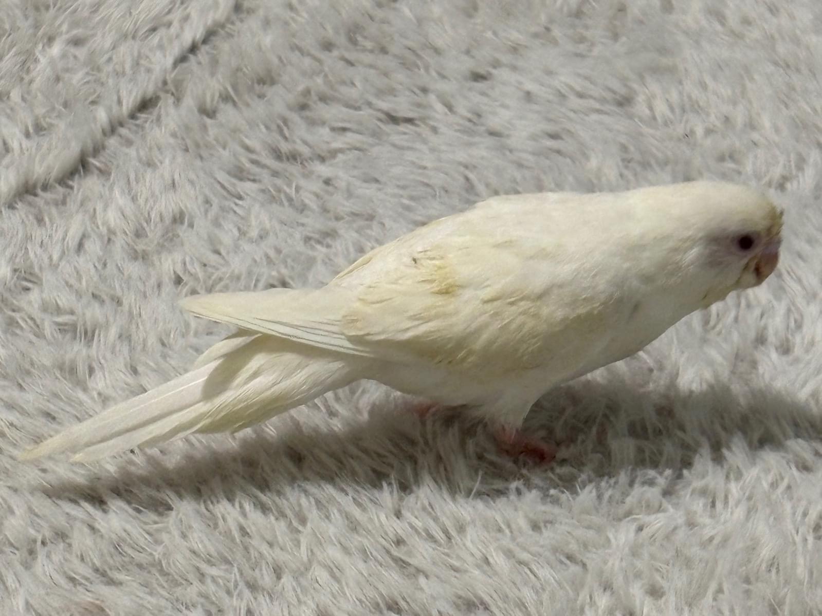 おもちちゃん