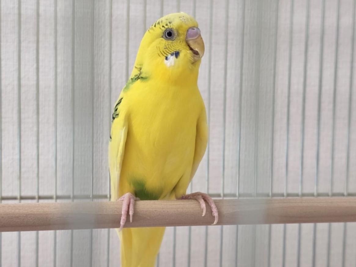保護された鳥 保護された鳥
