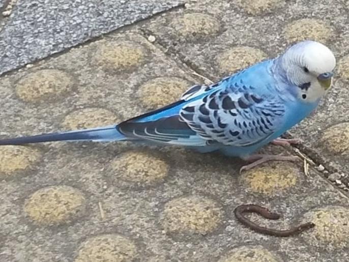 目撃された鳥 目撃された鳥