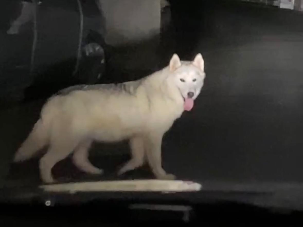 目撃された犬 目撃された犬