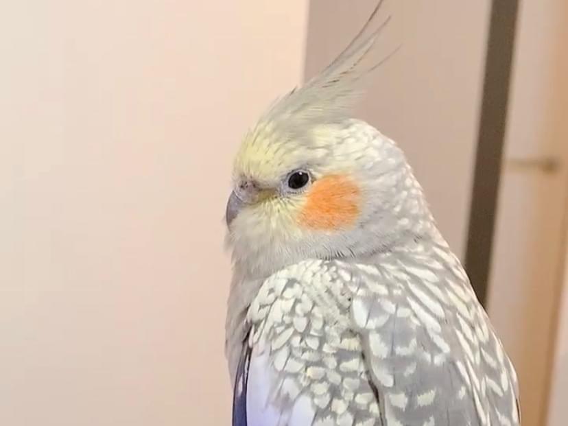 ぴーちゃん ぴーちゃん