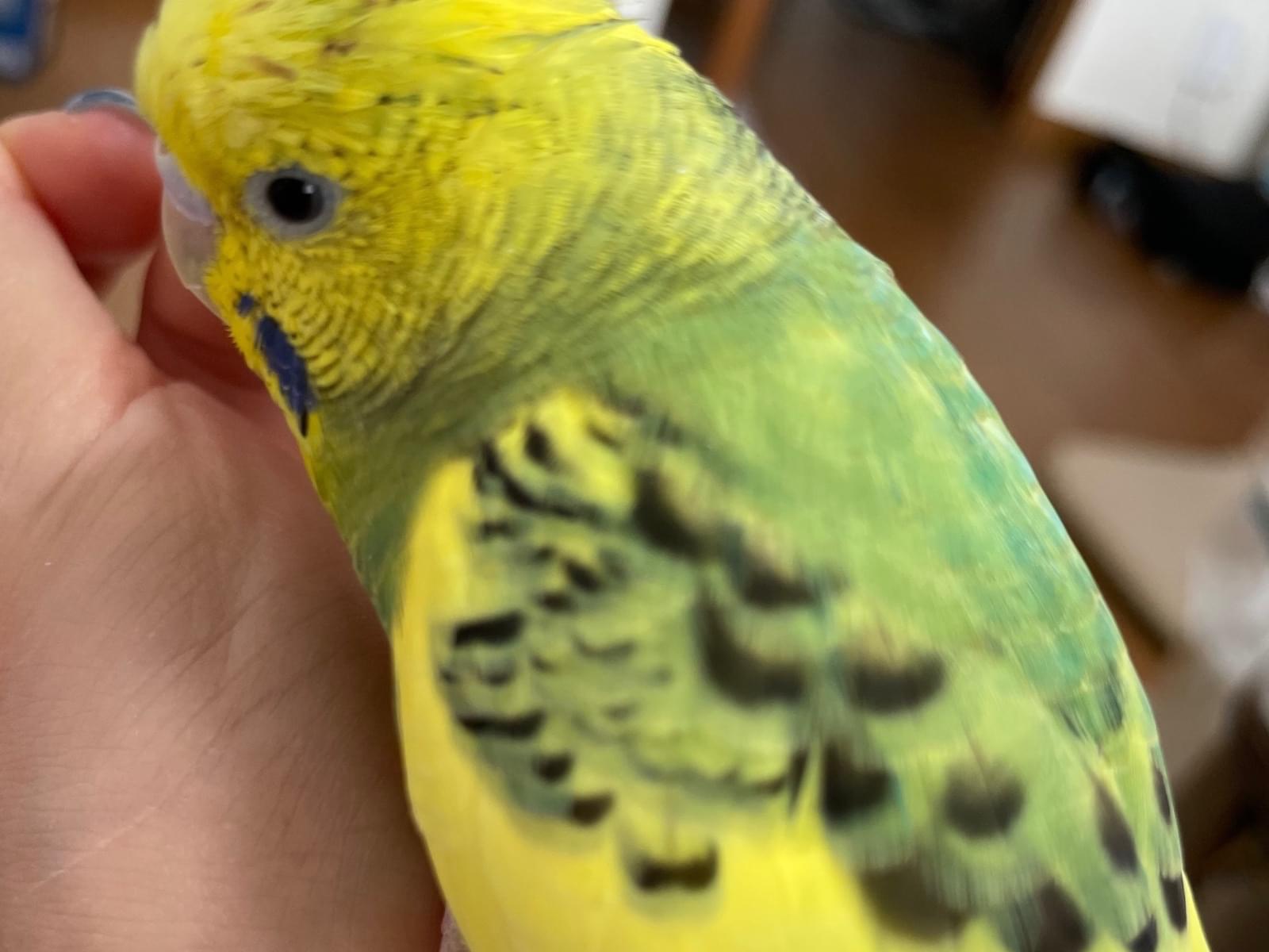 パクちゃん パクちゃん