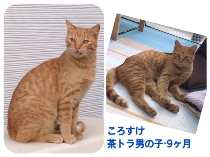 ころすけちゃん ころすけちゃん