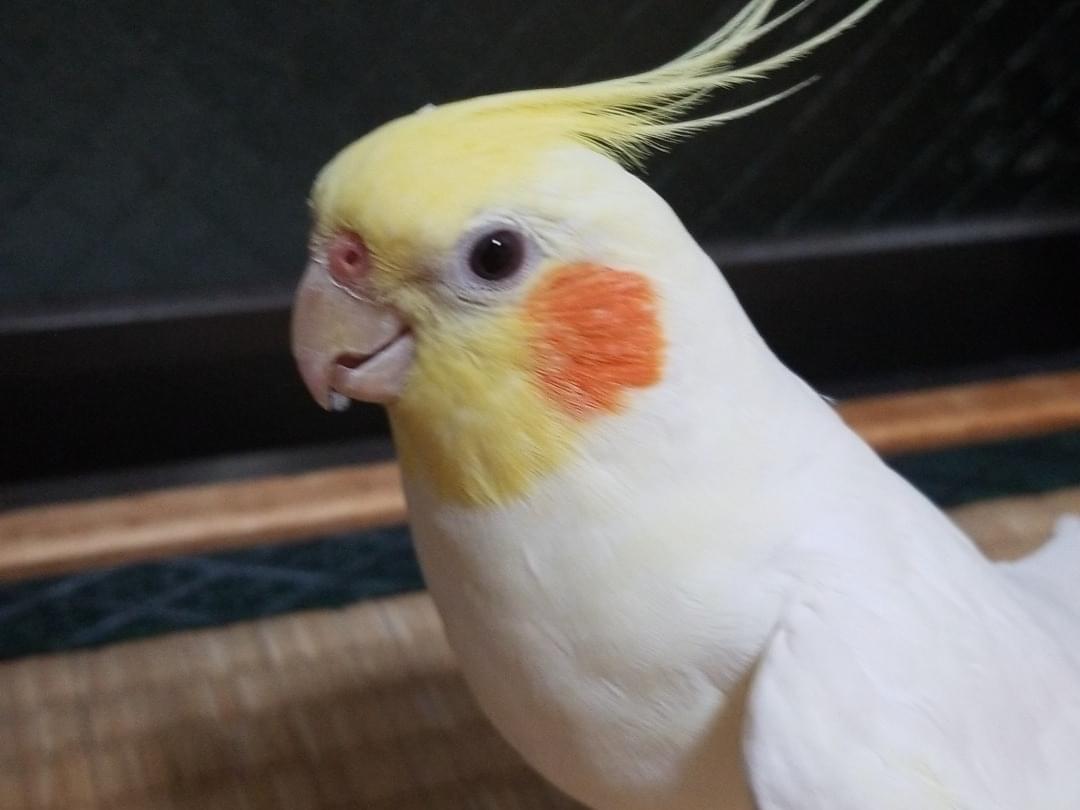 チコちゃん チコちゃん