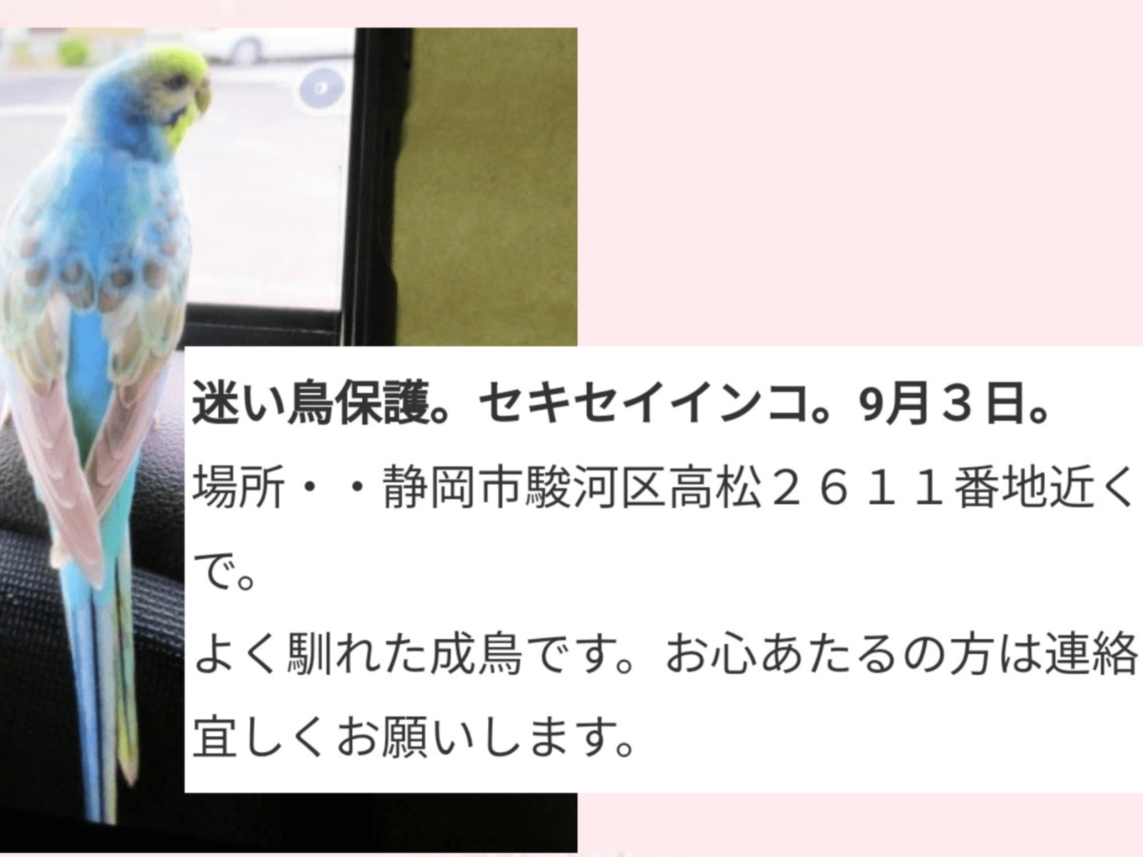 保護された鳥 保護された鳥